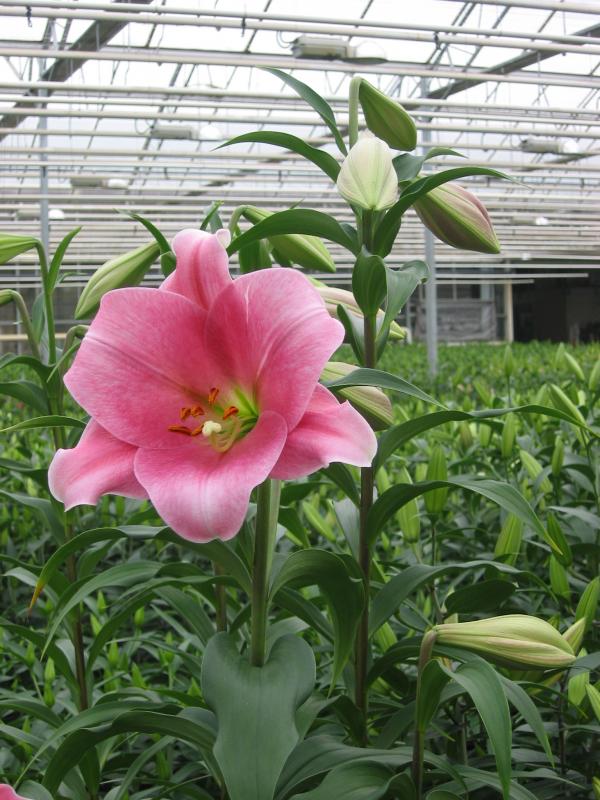 Pink heaven粉色天堂
